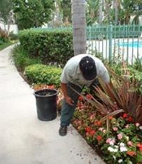 a tech plants a new piece of verigated grass in a walkway